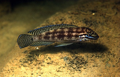 Julidochromis cf. marlieri 'Isanga'